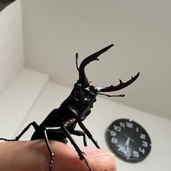 岐阜県産ノコギリクワガタ幼虫の画像