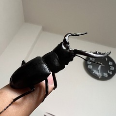 岐阜県産ノコギリクワガタ幼虫の画像