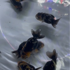 金魚　江戸錦 14匹セットの画像