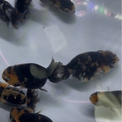 金魚　江戸錦 14匹セットの画像