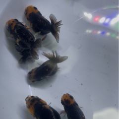 金魚　江戸錦 14匹セットの画像