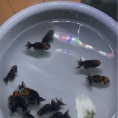 金魚　江戸錦 14匹セットの画像