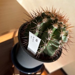 メロカクタス（サボテン）巻雲の画像