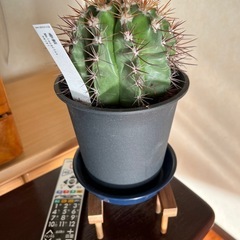 メロカクタス（サボテン）巻雲の画像