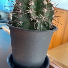 メロカクタス（サボテン）巻雲の画像