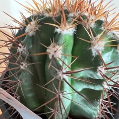 メロカクタス（サボテン）巻雲の画像