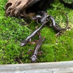 沖縄シリケンイモリCBの画像