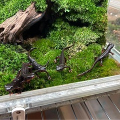 沖縄シリケンイモリCBの画像