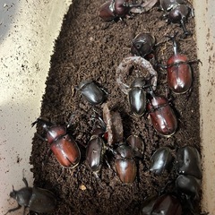 岐阜県産カブトムシ幼虫の画像