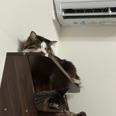 ふわふわな男の子【決まりました】 − 鹿児島県