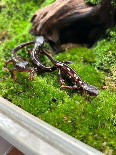 沖縄シリケンイモリCB