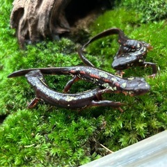 沖縄シリケンイモリCBの画像