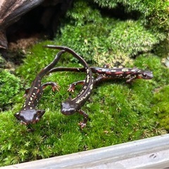 沖縄シリケンイモリCBの画像