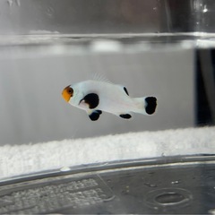 クマノミ　海水魚　1匹の画像