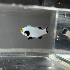 クマノミ　海水魚　1匹の画像