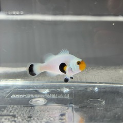 クマノミ　海水魚の画像