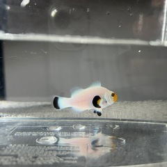 クマノミ　海水魚の画像