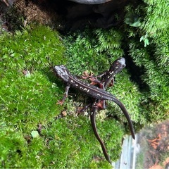 沖縄シリケンイモリCBの画像