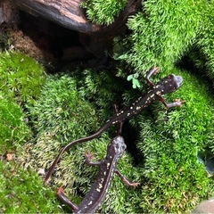 沖縄シリケンイモリCBの画像