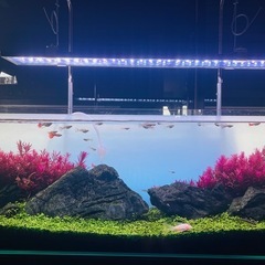 レイアウト組み立て済み90cm
水槽セットの画像