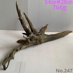 流木２枚.３枚目の画像