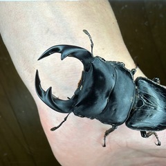 【ラスト1ペア】（新成虫）阿古谷産オオクワガタ　ペアの画像