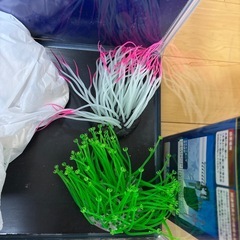 45センチ水槽　海水魚　
飼育まとめ売りの画像