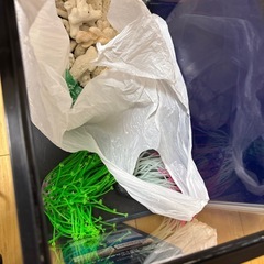 45センチ水槽　海水魚　
飼育まとめ売りの画像