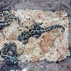 【格安フルセット】マダライモリ5匹とアメイロイモリ1匹（オマケ）飼育セット全1式の画像