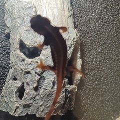 【格安フルセット】マダライモリ5匹とアメイロイモリ1匹（オマケ）飼育セット全1式の画像