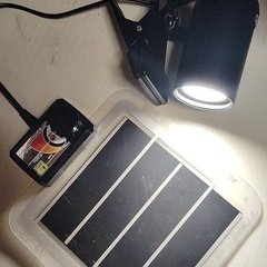 【格安フルセット】マダライモリ5匹とアメイロイモリ1匹（オマケ）飼育セット全1式の画像