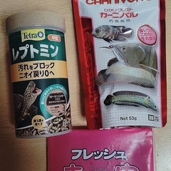 【格安フルセット】マダライモリ5匹とアメイロイモリ1匹（オマケ）飼育セット全1式の画像