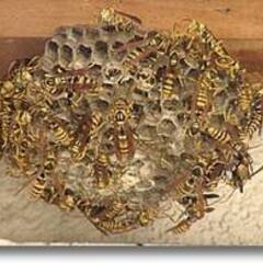 ホンチョウアニマルサービス害獣害虫駆除