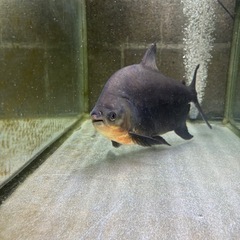 大型魚2匹セット売ります。急ぎ売りの画像