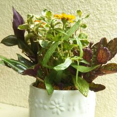 多年草と一年草の寄せ植えの画像