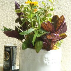 多年草と一年草の寄せ植えの画像