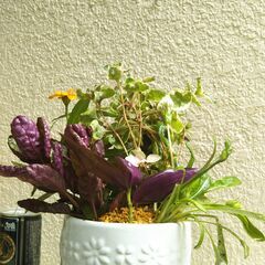 多年草と一年草の寄せ植えの画像