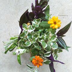 多年草と一年草の寄せ植えの画像