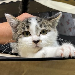 人馴れ抜群の薄いグリーンの瞳が魅力的