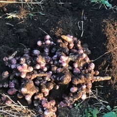 菊芋お売りしますの画像