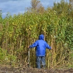 菊芋お売りしますの画像