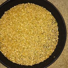 令和７年産 宮城県登米市 ひとめぼれ　中米 中粒 玄米 ３０キロの画像