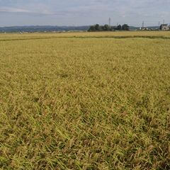 令和７年産 宮城県登米市 ひとめぼれ　中米 中粒 玄米 ３０キロの画像