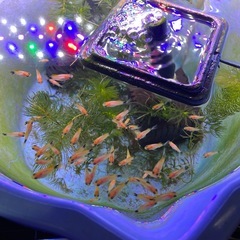 ミッキーマウスプラティ子供（まとめ売り限定）の画像