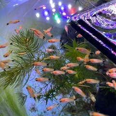 ミッキーマウスプラティ子供（まとめ売り限定）の画像