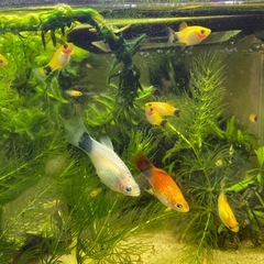 ミッキーマウスプラティ子供（まとめ売り限定）の画像