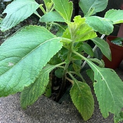 🌱マンジェリコン(奇跡のハーブ )30センチの画像