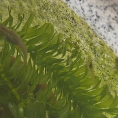 ⭐︎ミナミヌマエビ　10匹　100円の画像