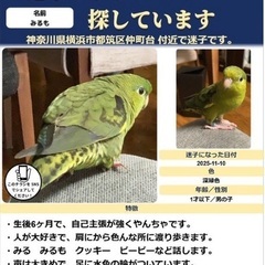 迷子のインコ（サザナミインコ）を探しています