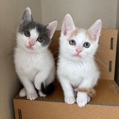 淡いパステル兄弟　里親募集中！栃木から